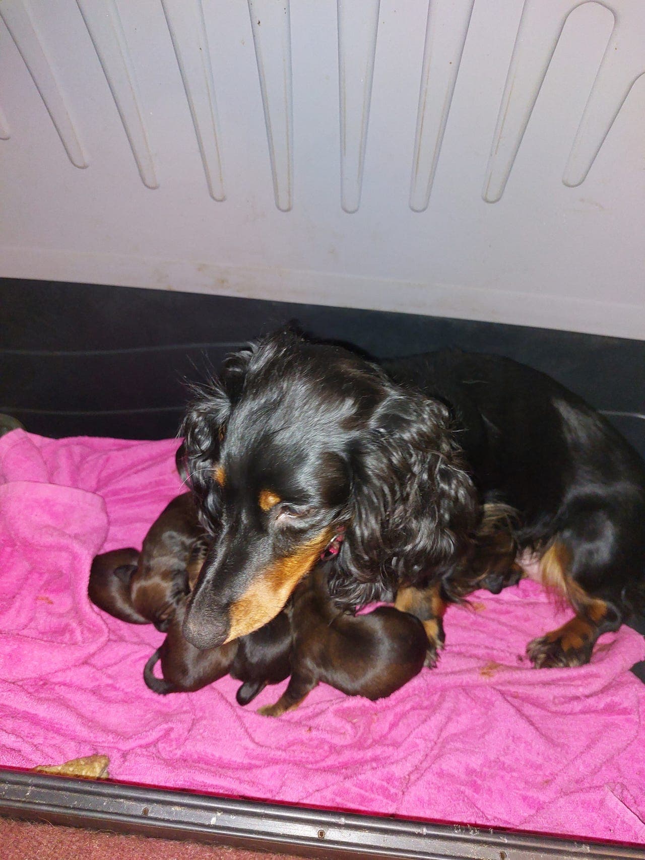 Standard Dachs  Dachsvalper Rødsort   5 .2 2026 født