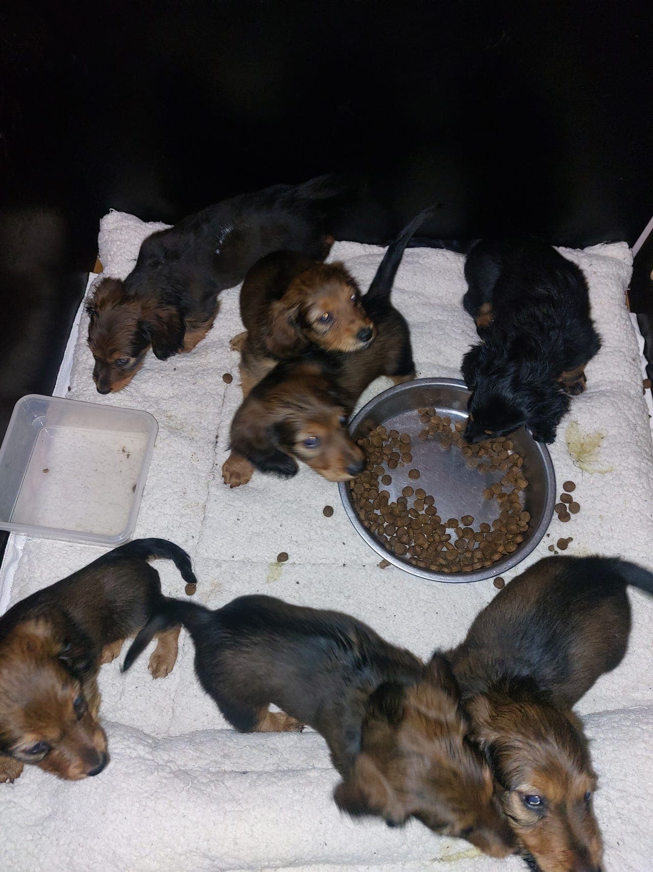 Kun en gutt ledig  Dachsvalper Rødsort   5 .2 2026 født