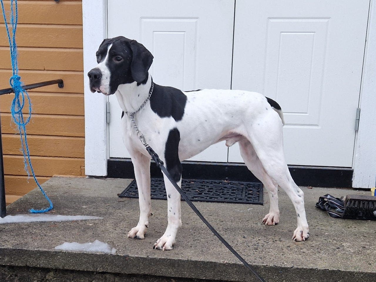 1 pr jaktprøve høyfjell ,pointer