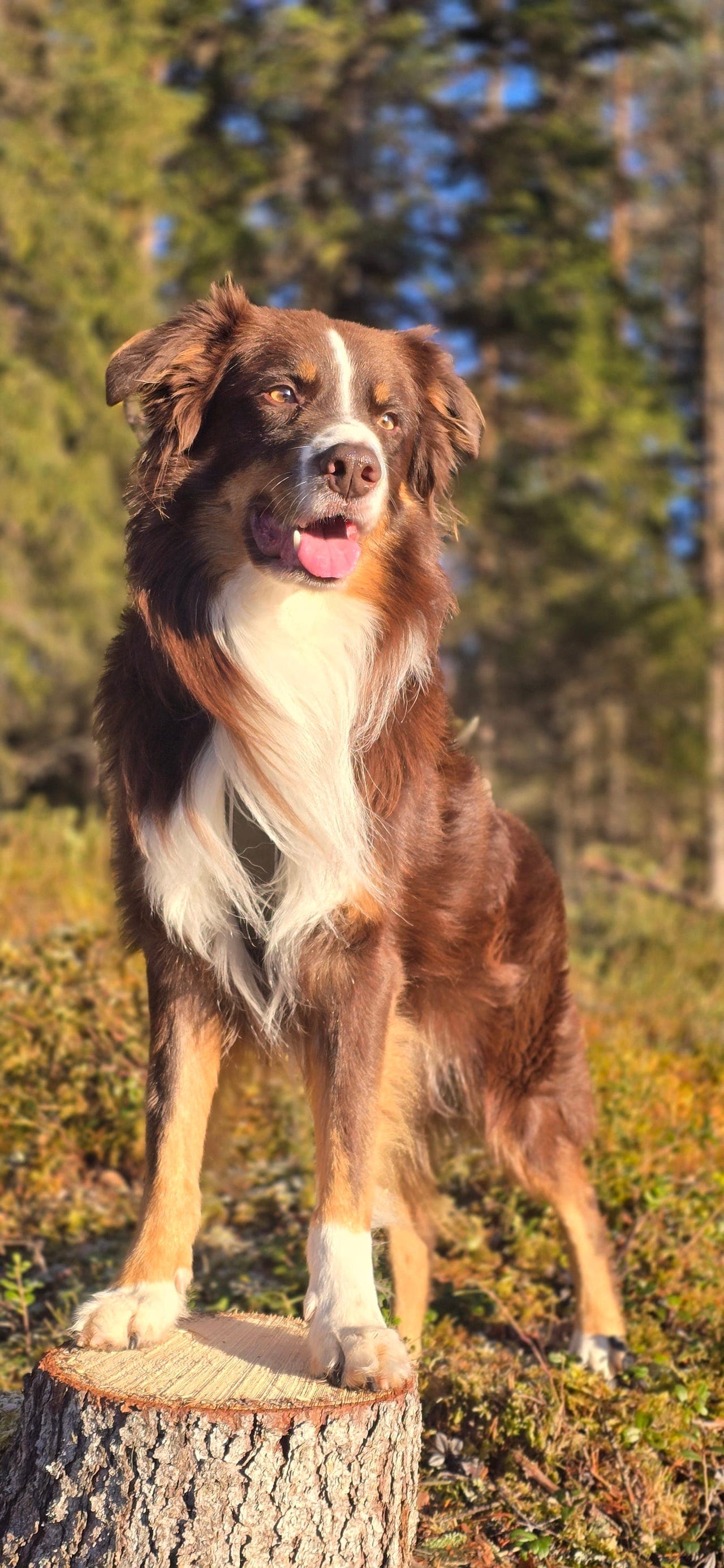 Border Collie søker fôrvert