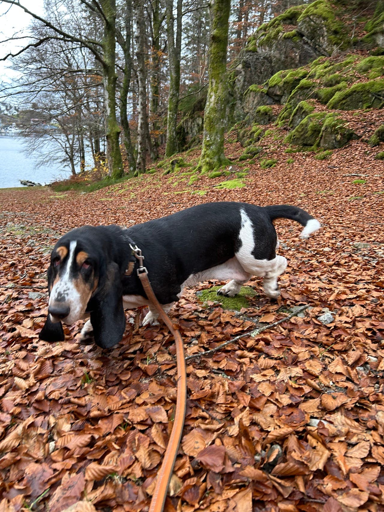 Basset hound tispe vurderes omplassert