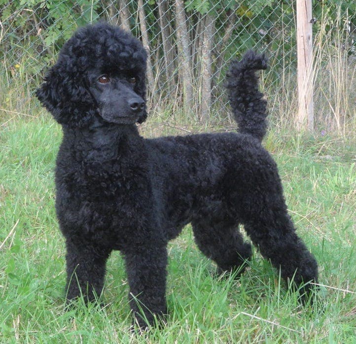 Mellompuddeltispe omplasseres