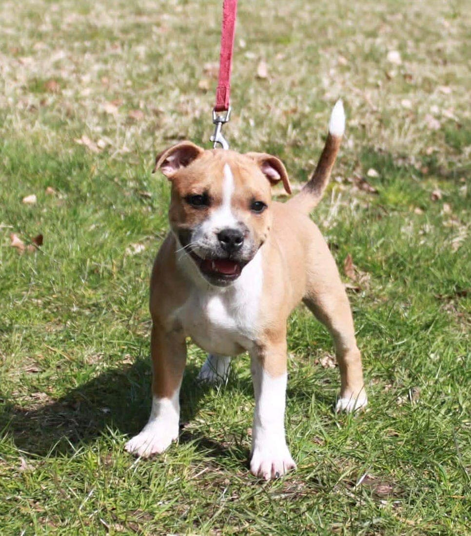 Stavenstaff søker Fórvert for Staffordshire Bull Terrier