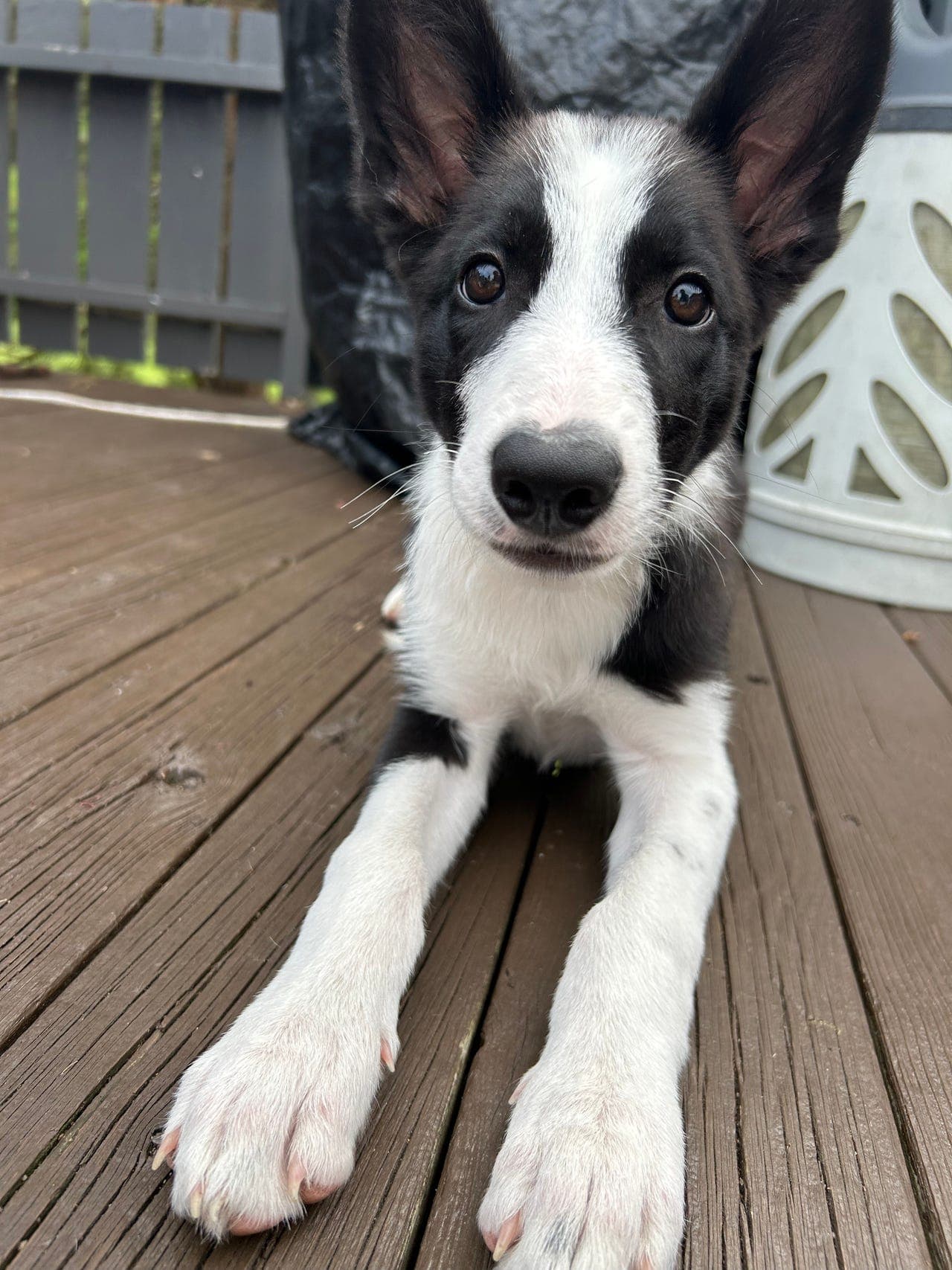border collie trenger nytt hjem 🥰
