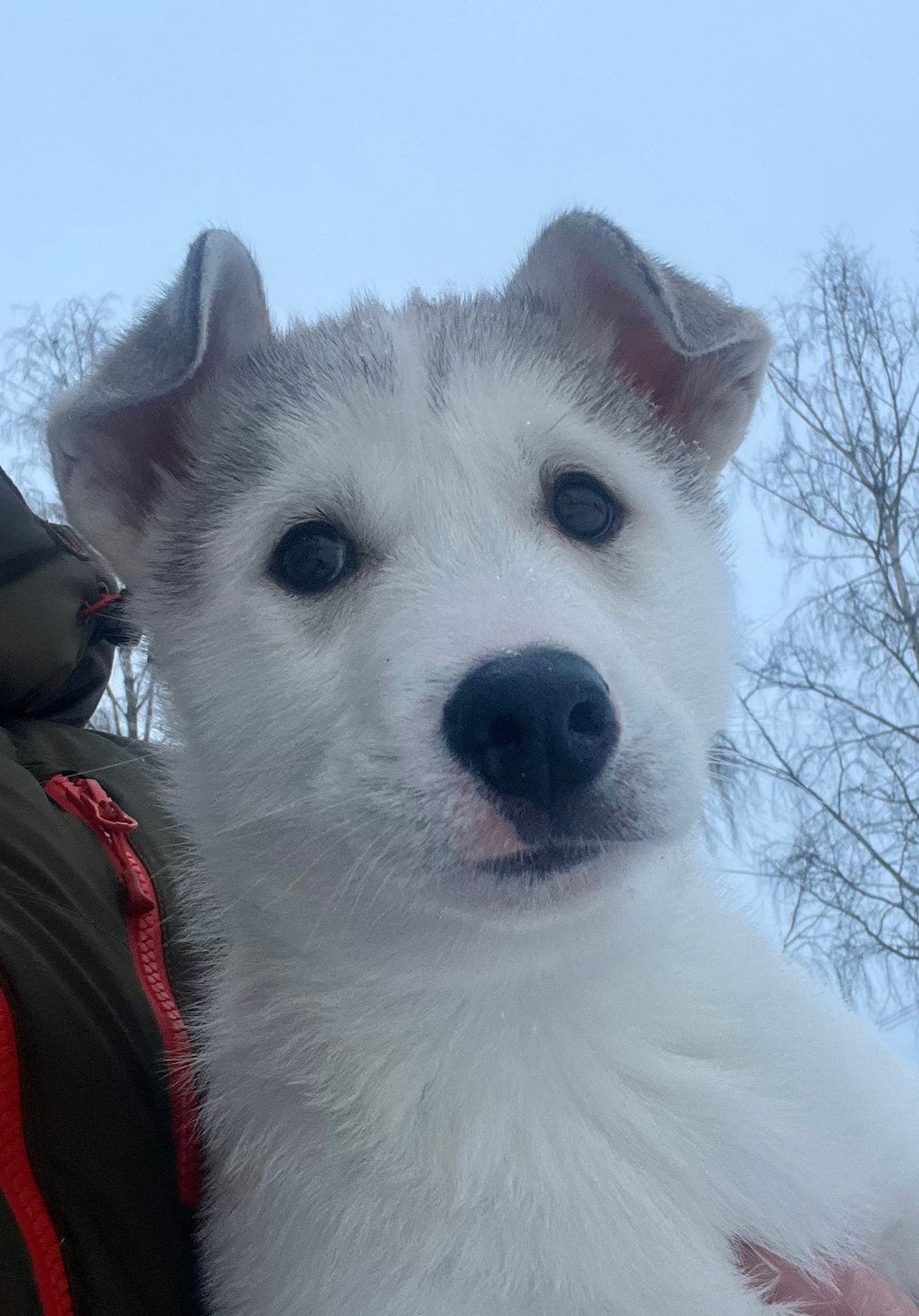 Siberian husky hannvalp