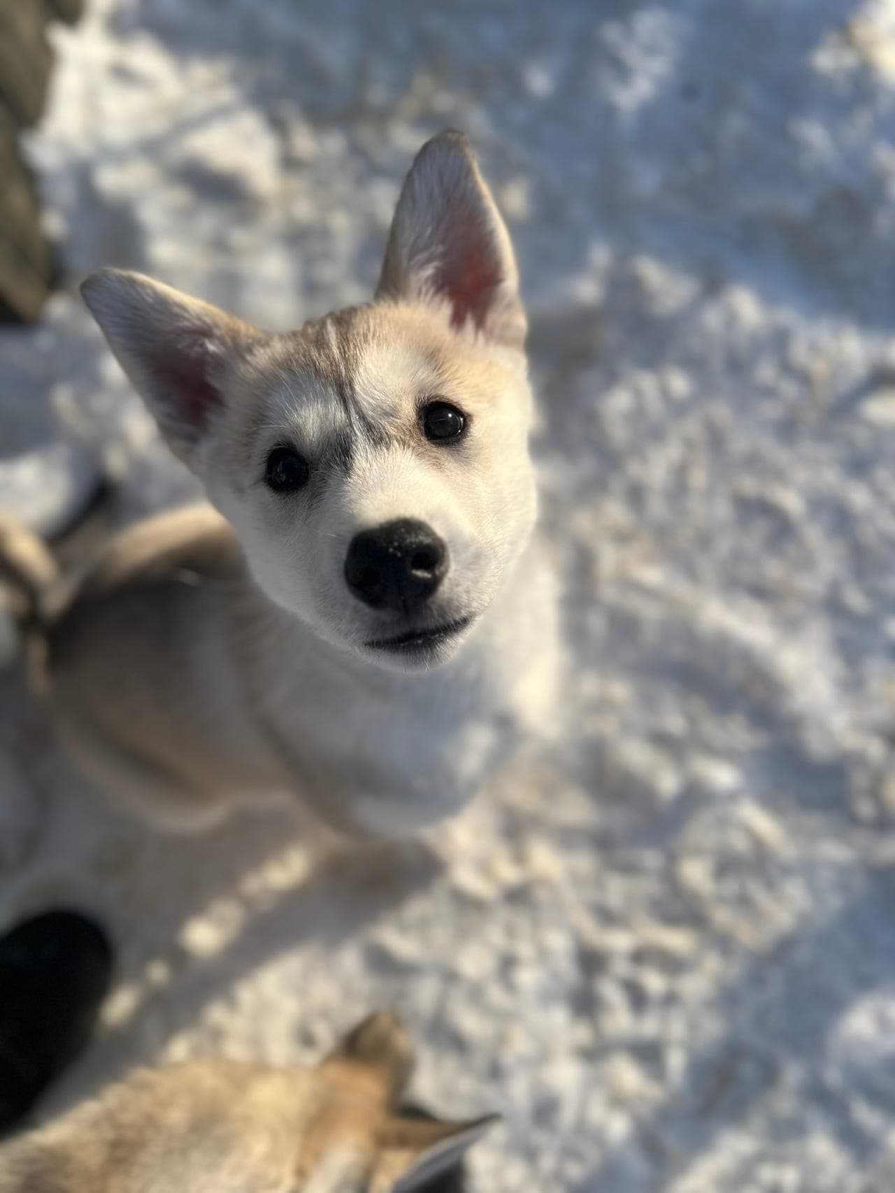 Siberian Husky hannvalp