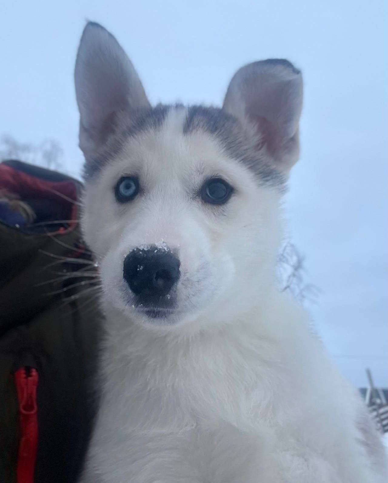Siberian husky hannvalp