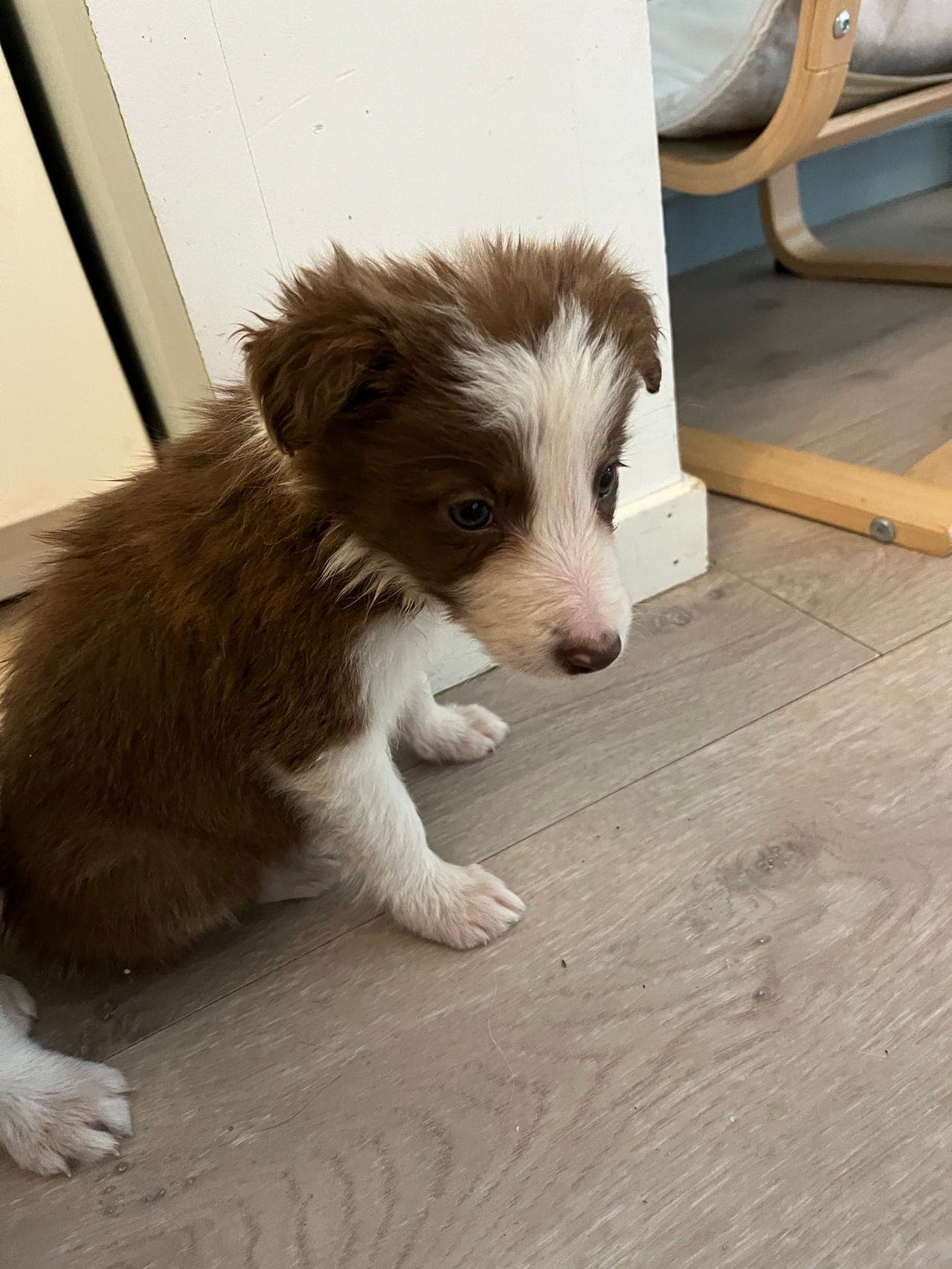 Border collie valper ventes