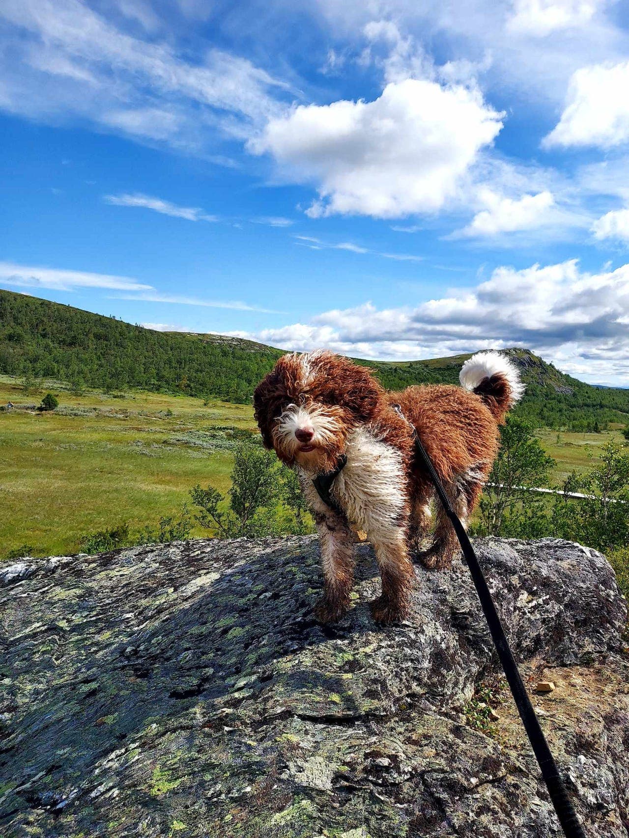 Spansk vannhund hann søker forvert eller langtidspass