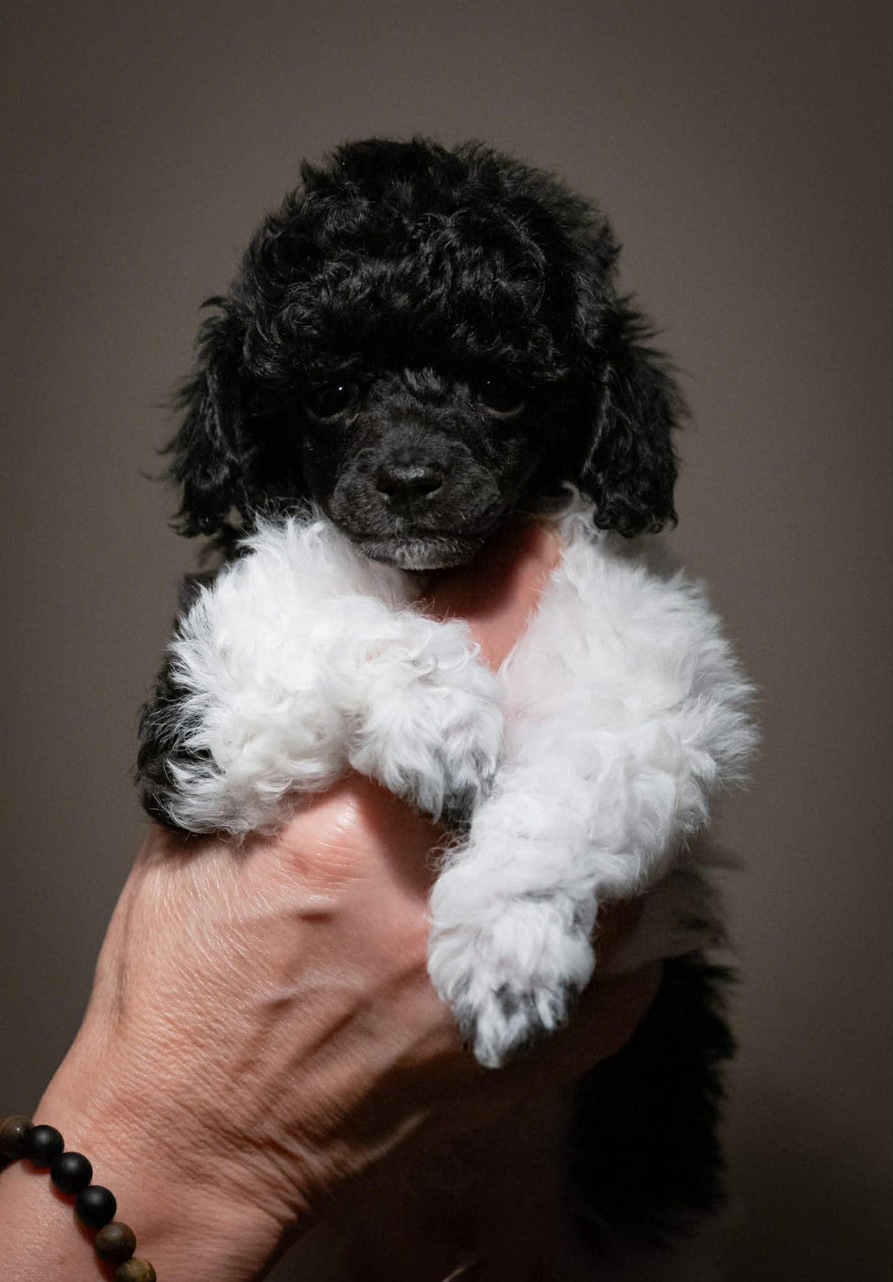 NKK registrert toy puddel