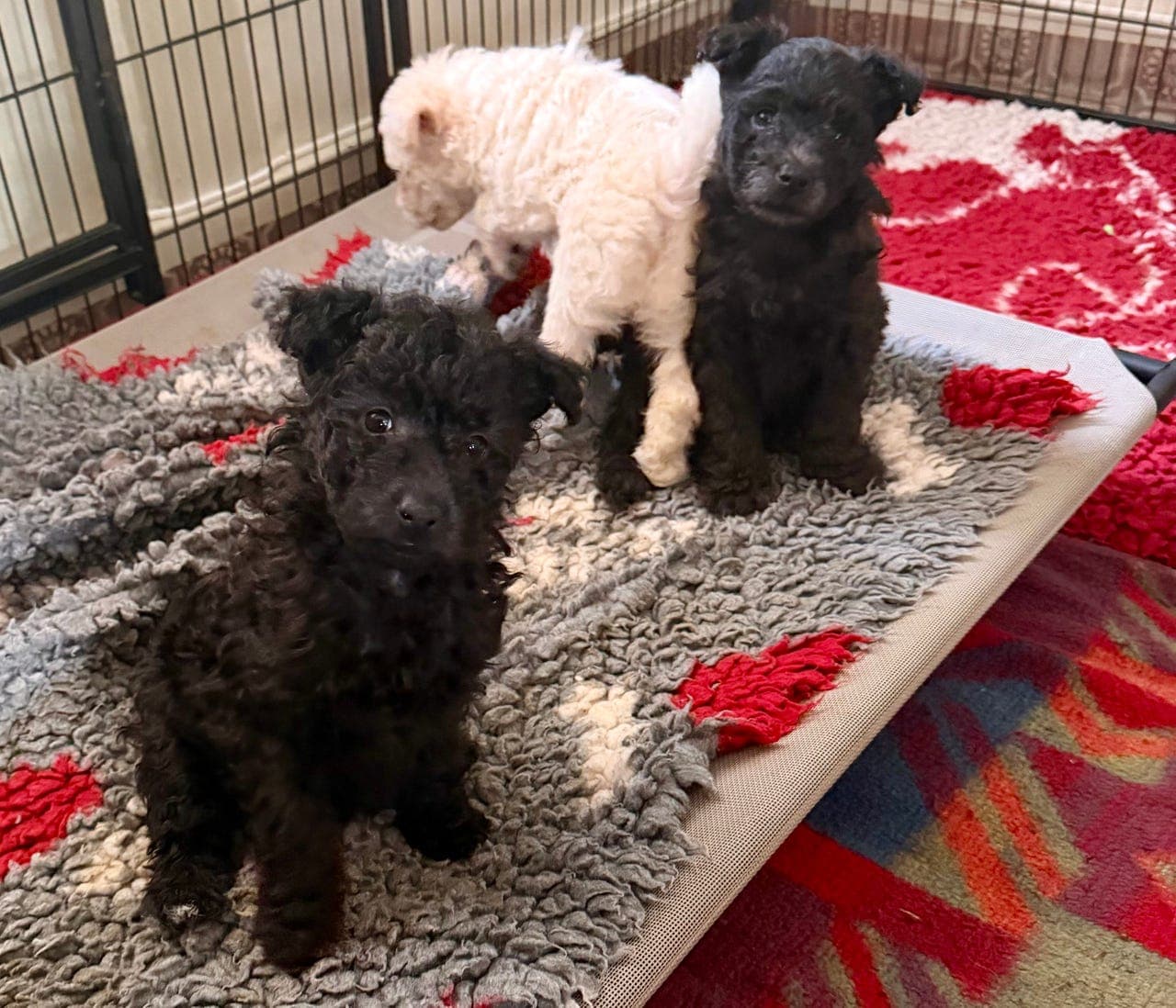 Flotte Pumi valper. Leveringsklare fra 15/2.