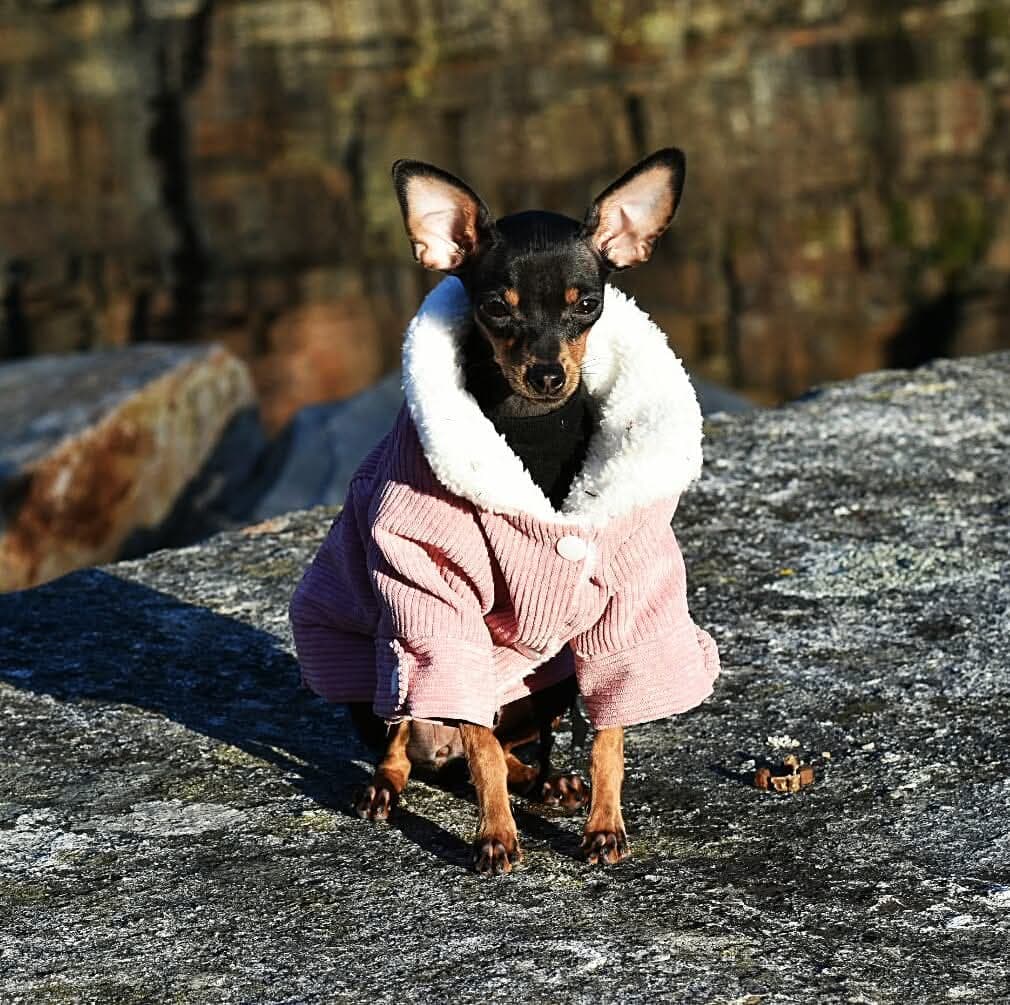 Prazsky Krysarik tispe