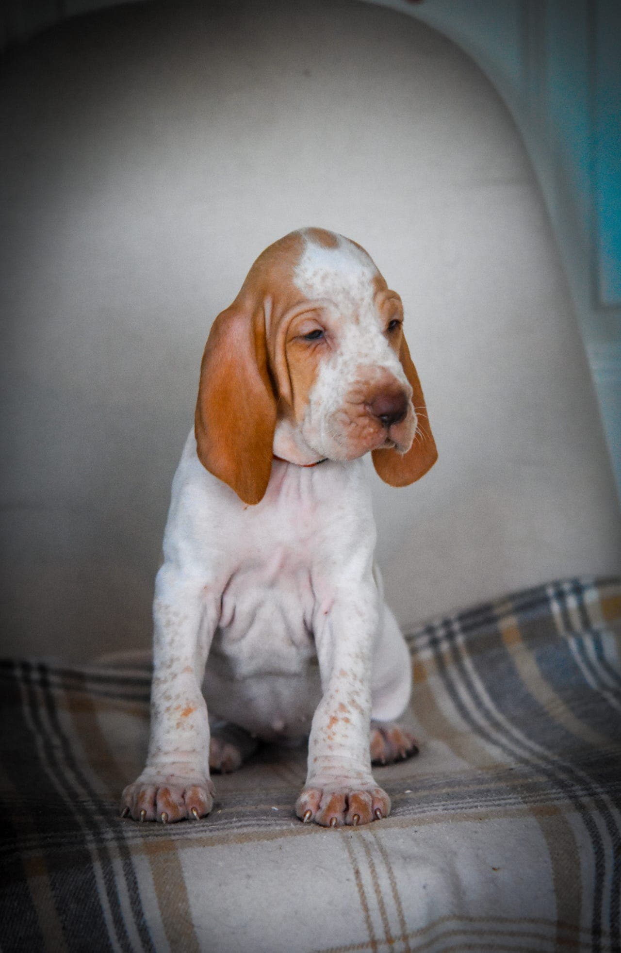 Nydelig frøken søker familie