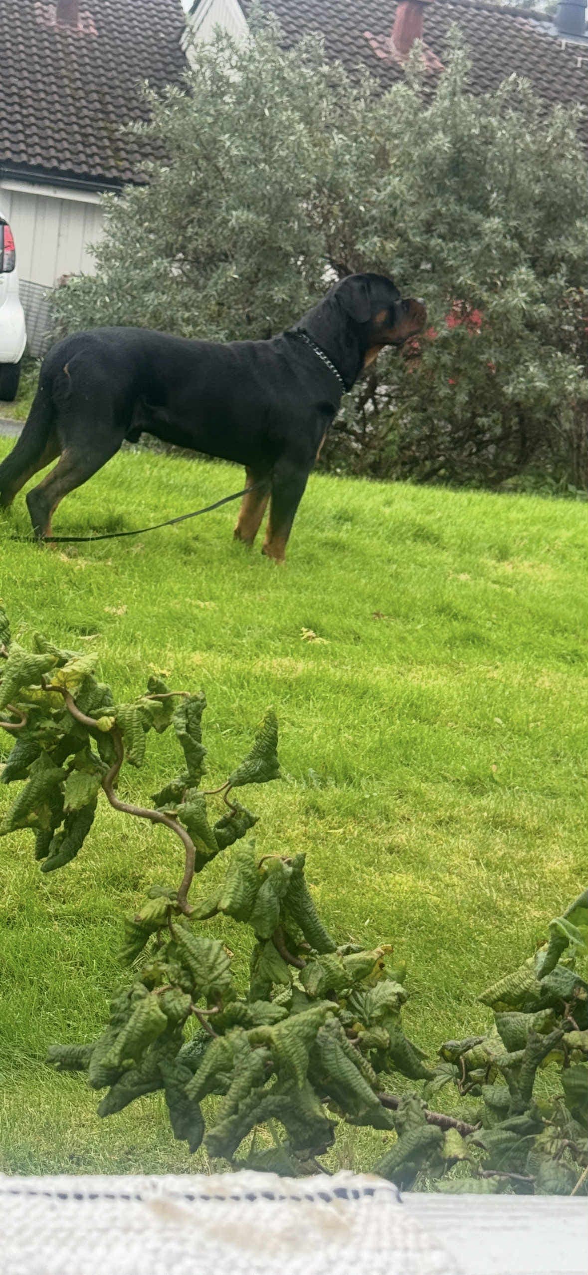 Rottweiler hann omplasseres