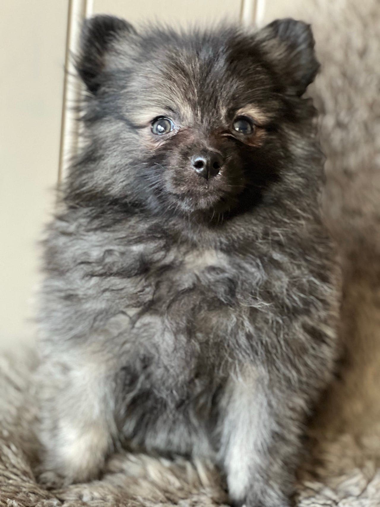 Kleinspitz valper leveringsklare .