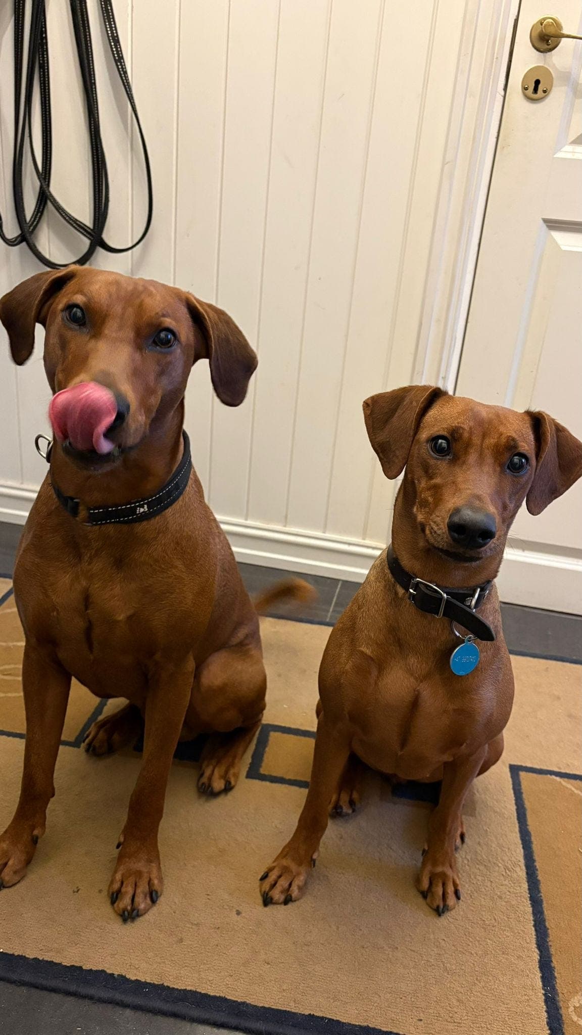 Pinschervalper ventes i begynnelsen av mars