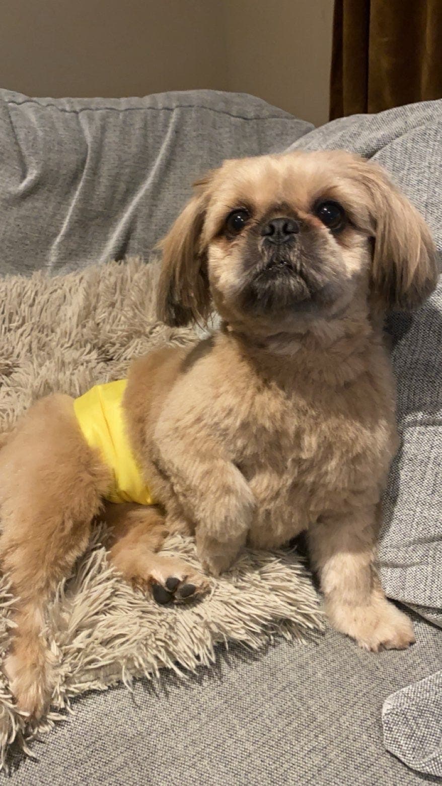 NKK - Shih Tzu (4 år gammel kastrat)