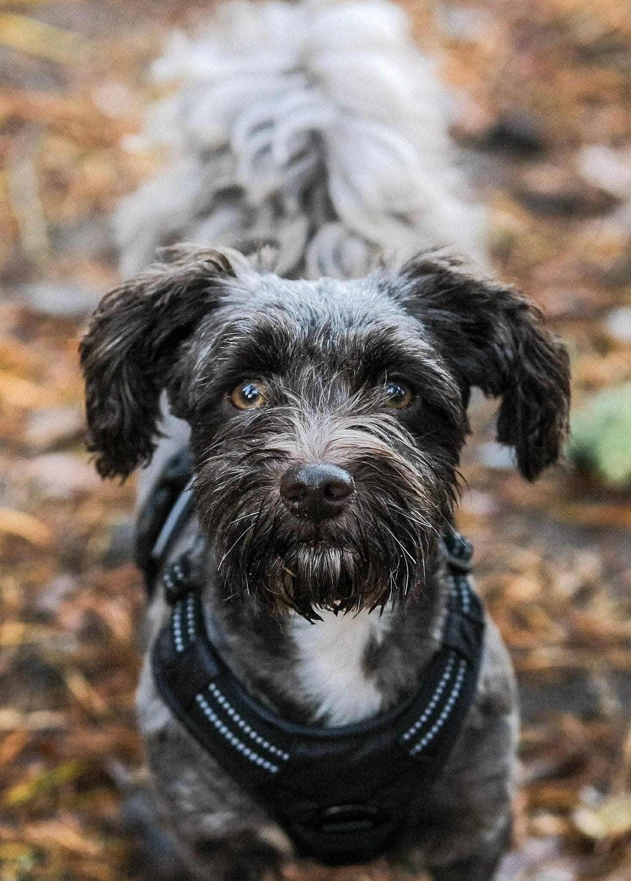 Bichon Havanais Valper ventes