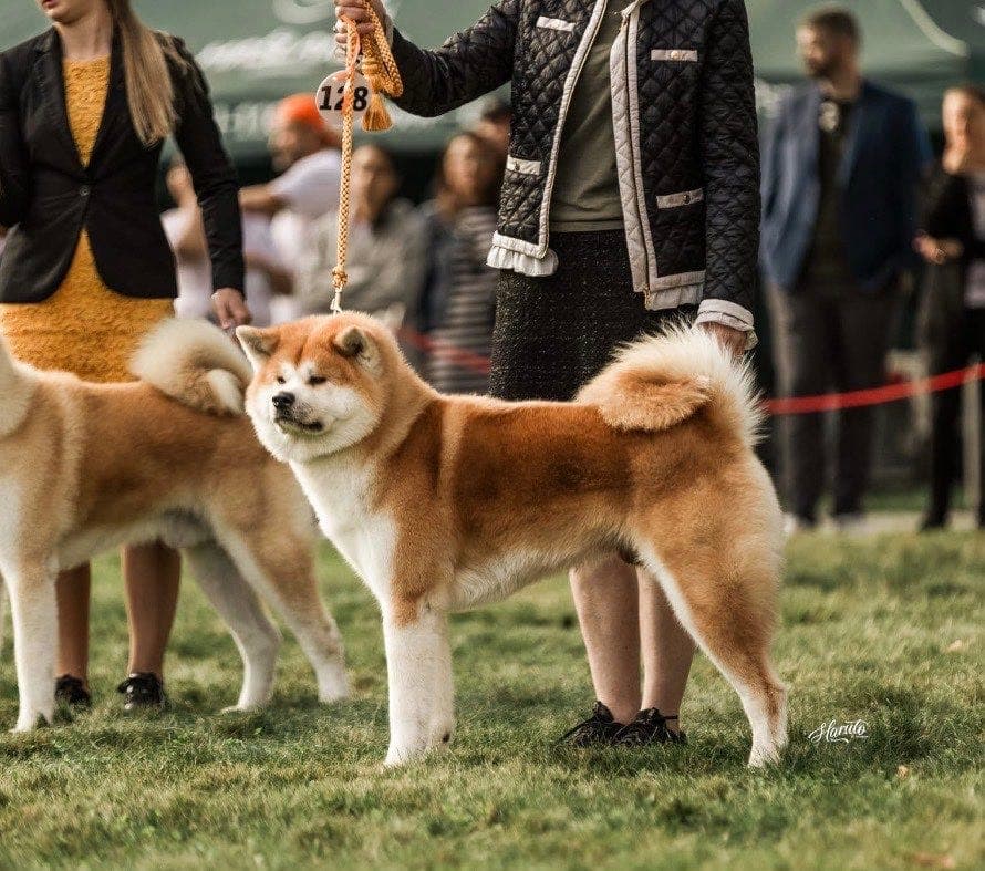 Akita Inu valper ventes i mars!