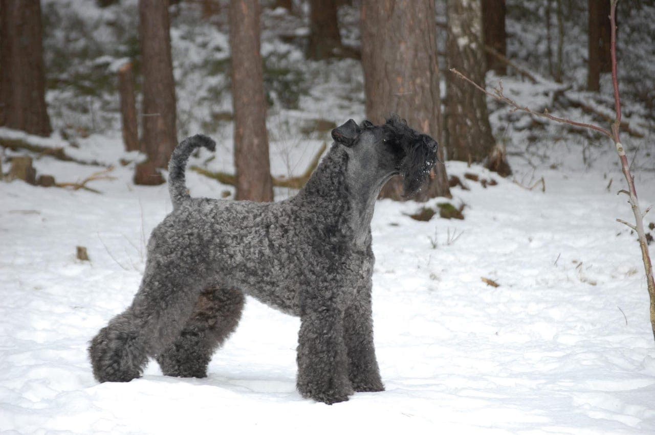 Kerry blue terrier