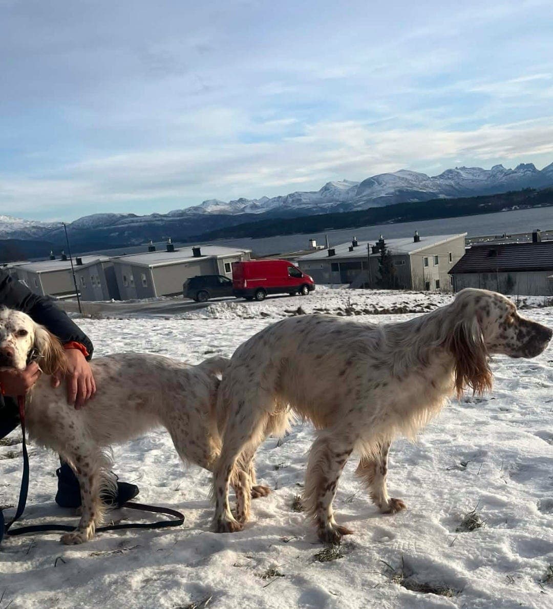 Engelsksetter valper