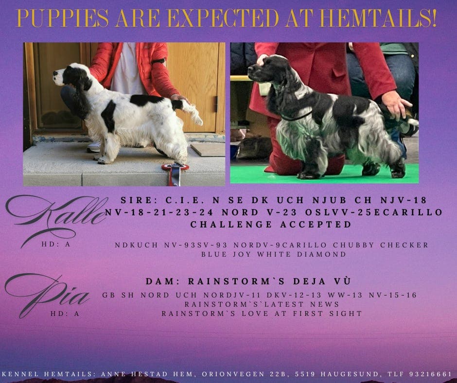 Cocker Spaniel valper født 02.02.2026