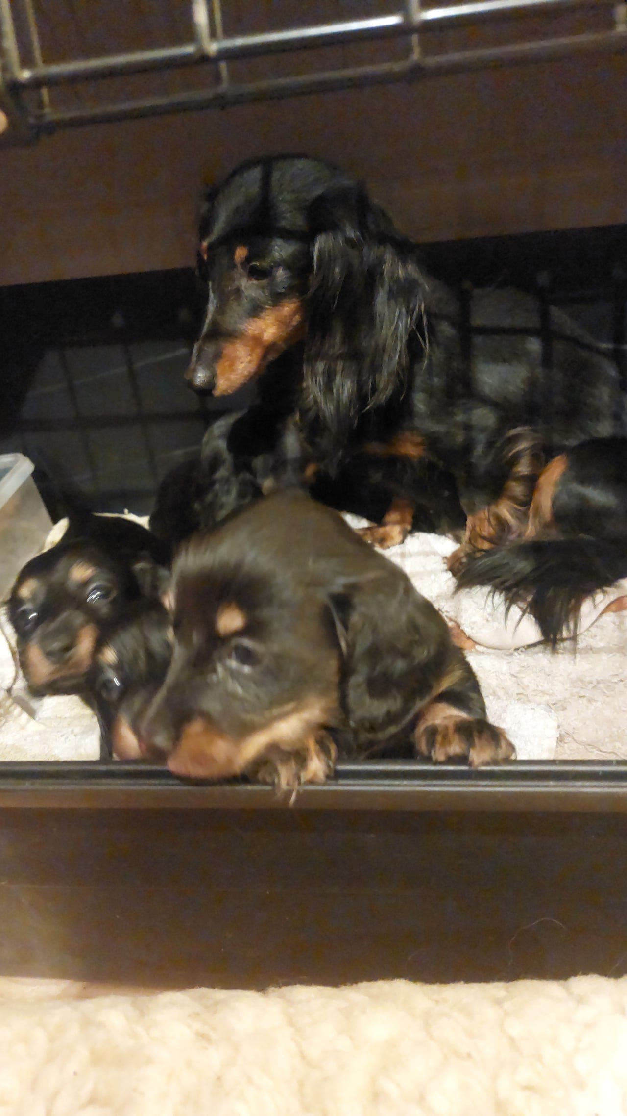 Kanin /Dvergdachs  black and tann