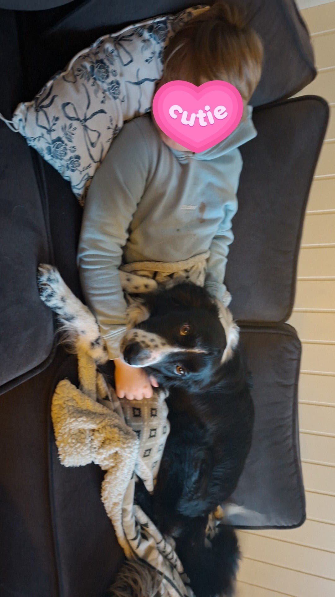 Border collie gis bort