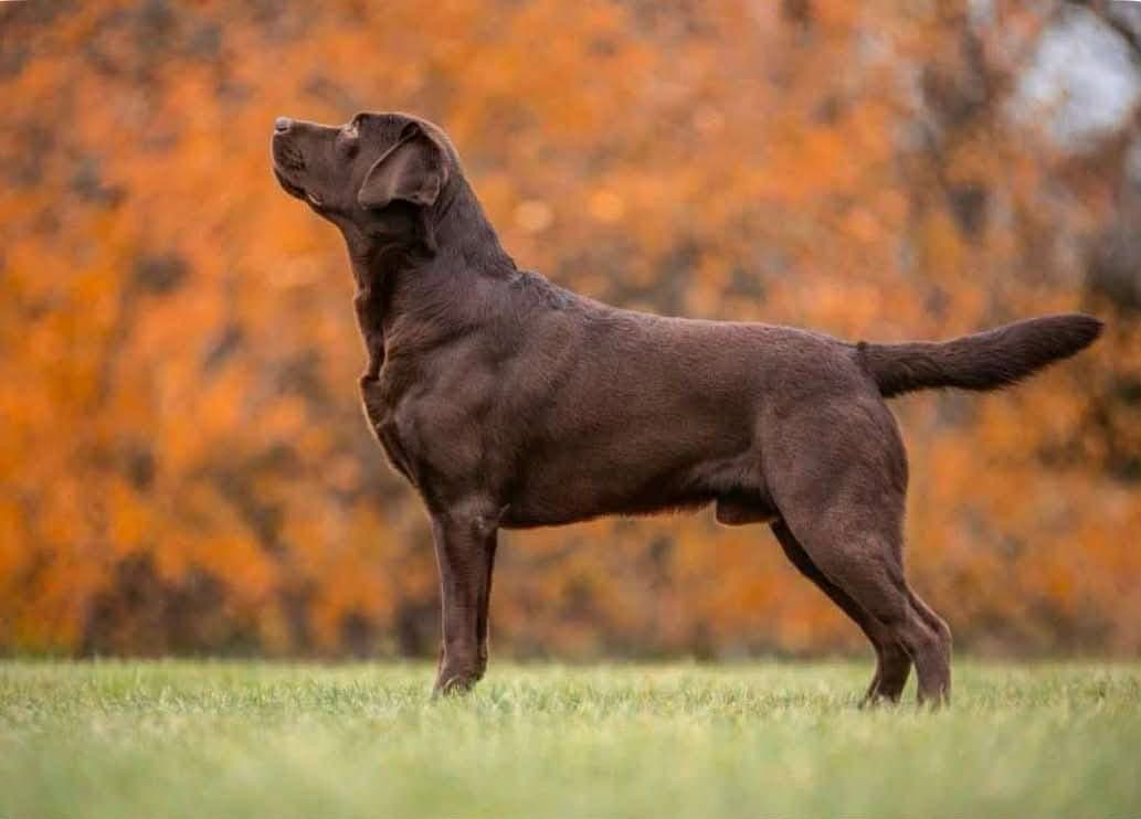 Brune labrador valper selges!
