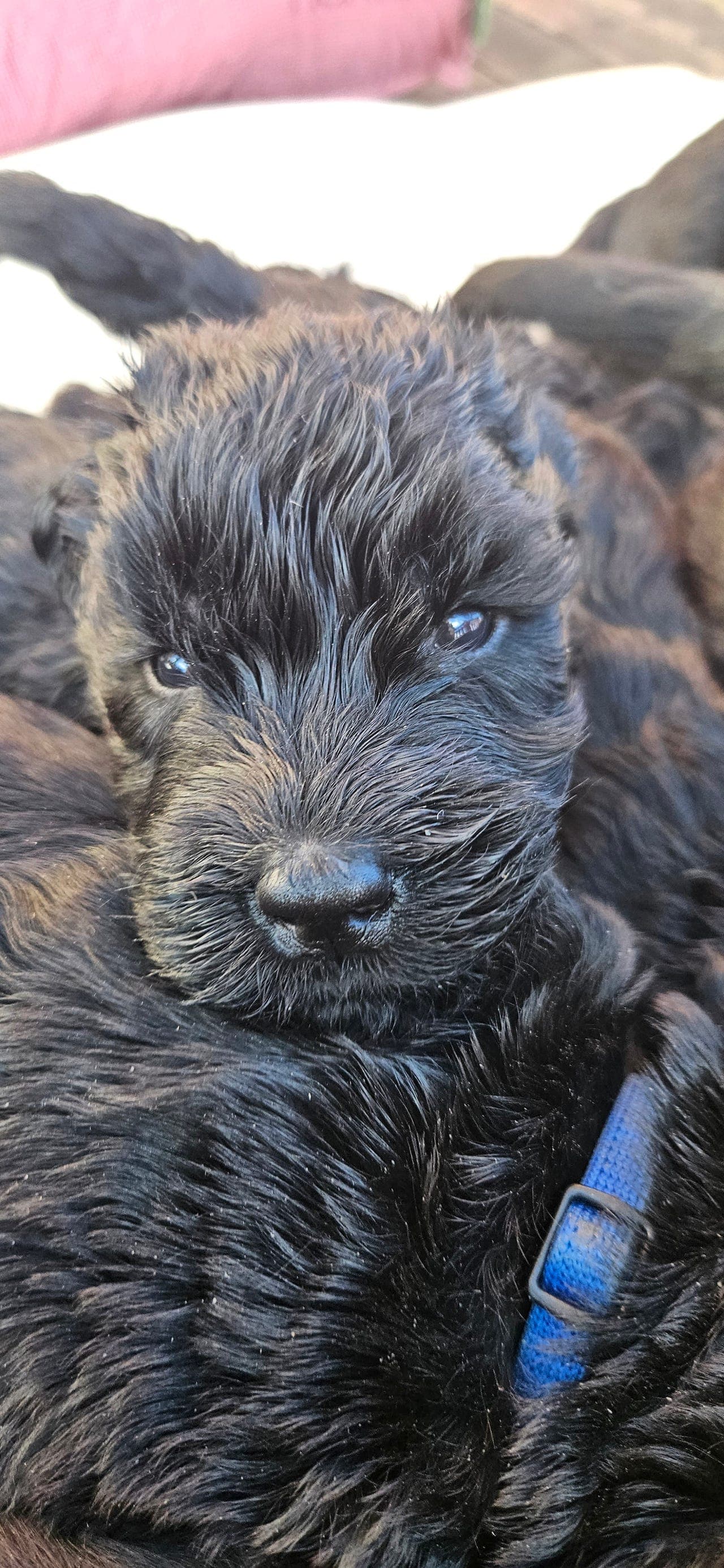 RIESENSCHNAUZER