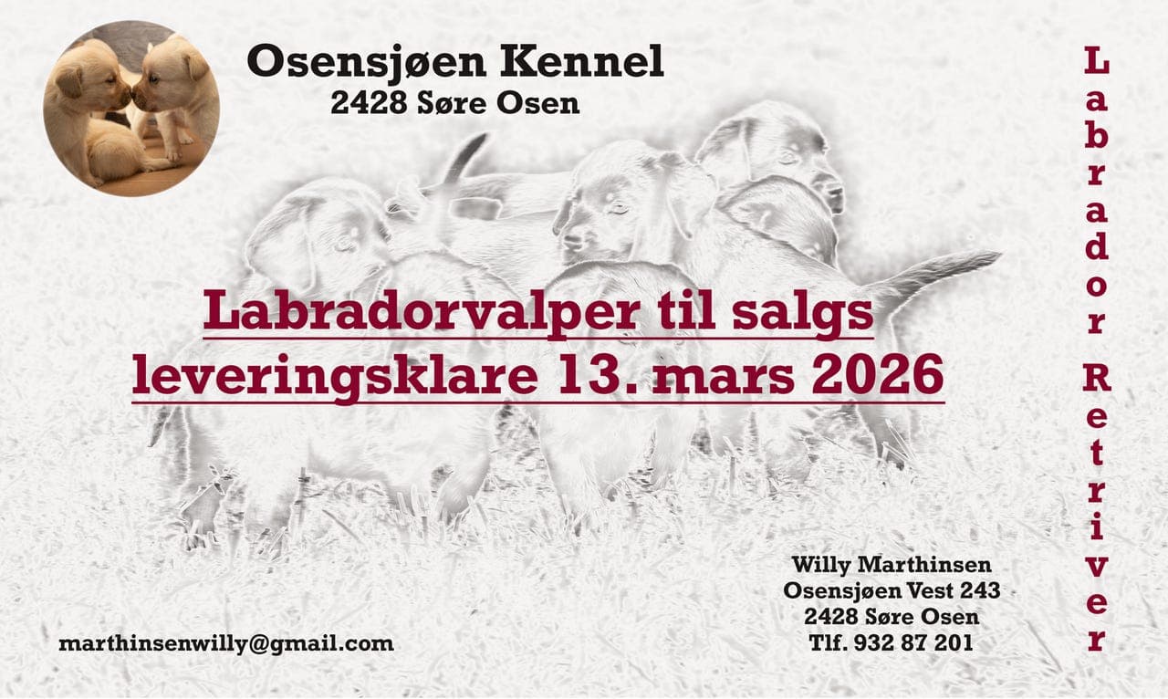 Renrasede labradorvalper til salgs