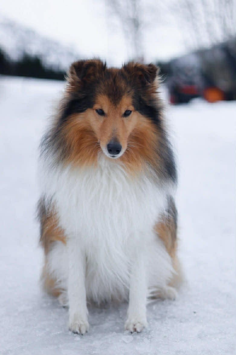Herlig og sosial Shetland Sheepdog