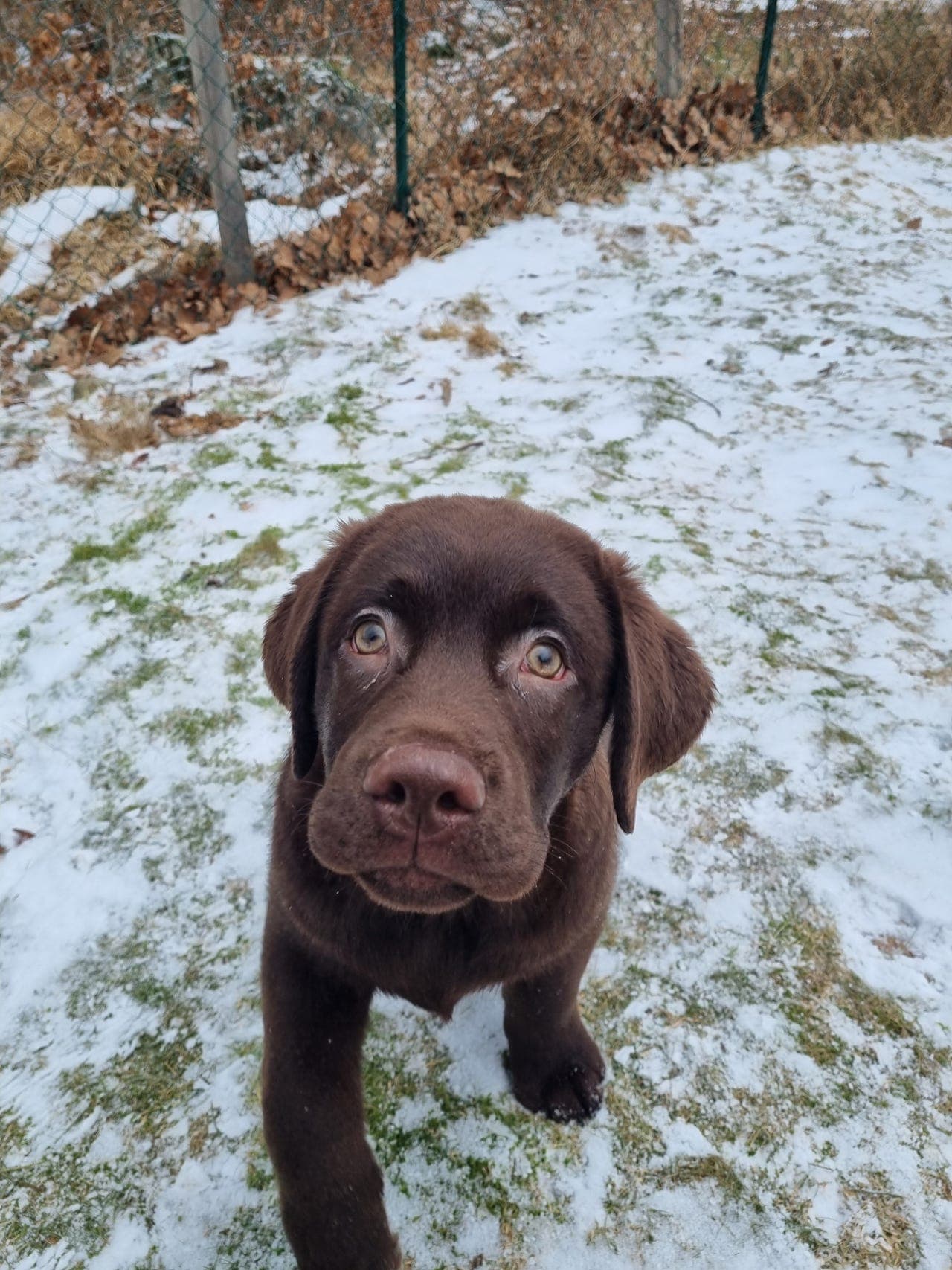 Brun labradorhannhund 4 mnd NKK registrert