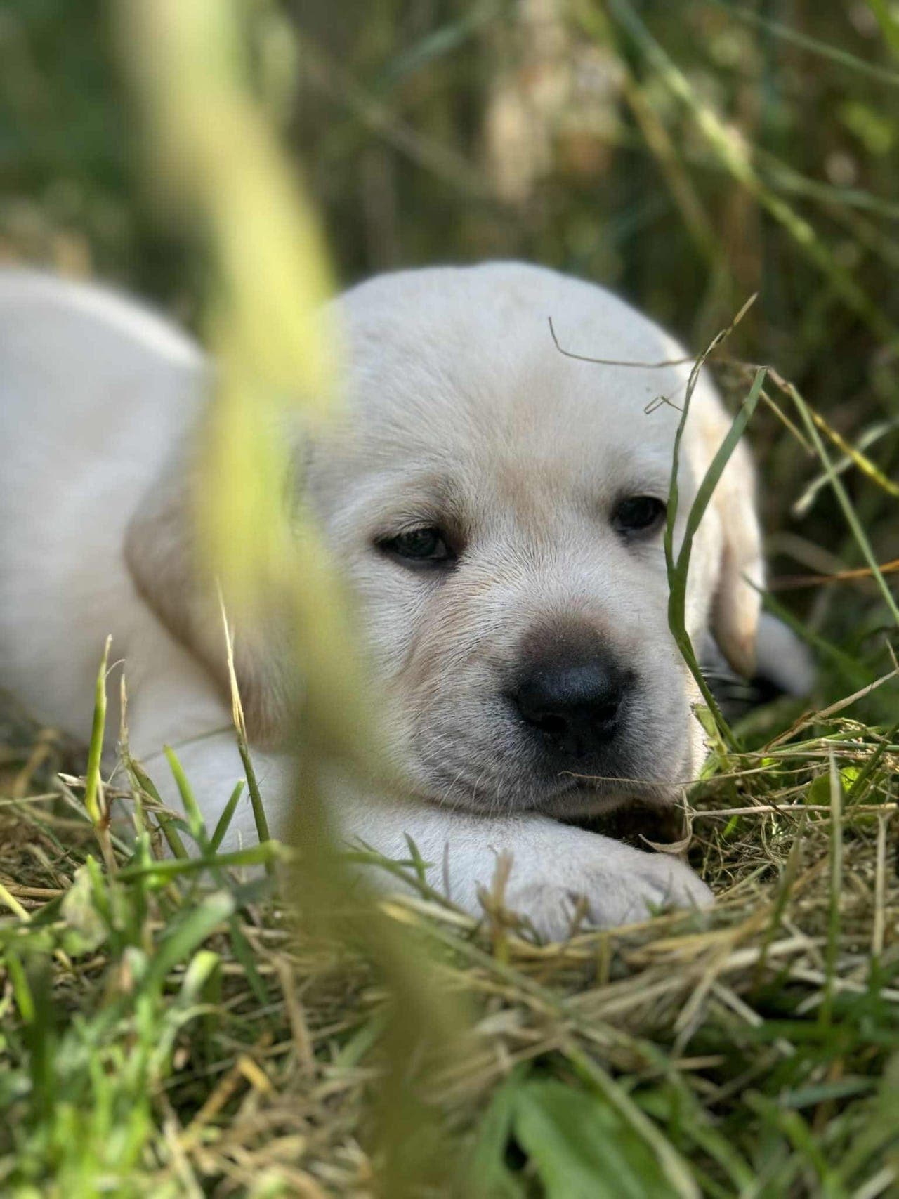 Labrador valper