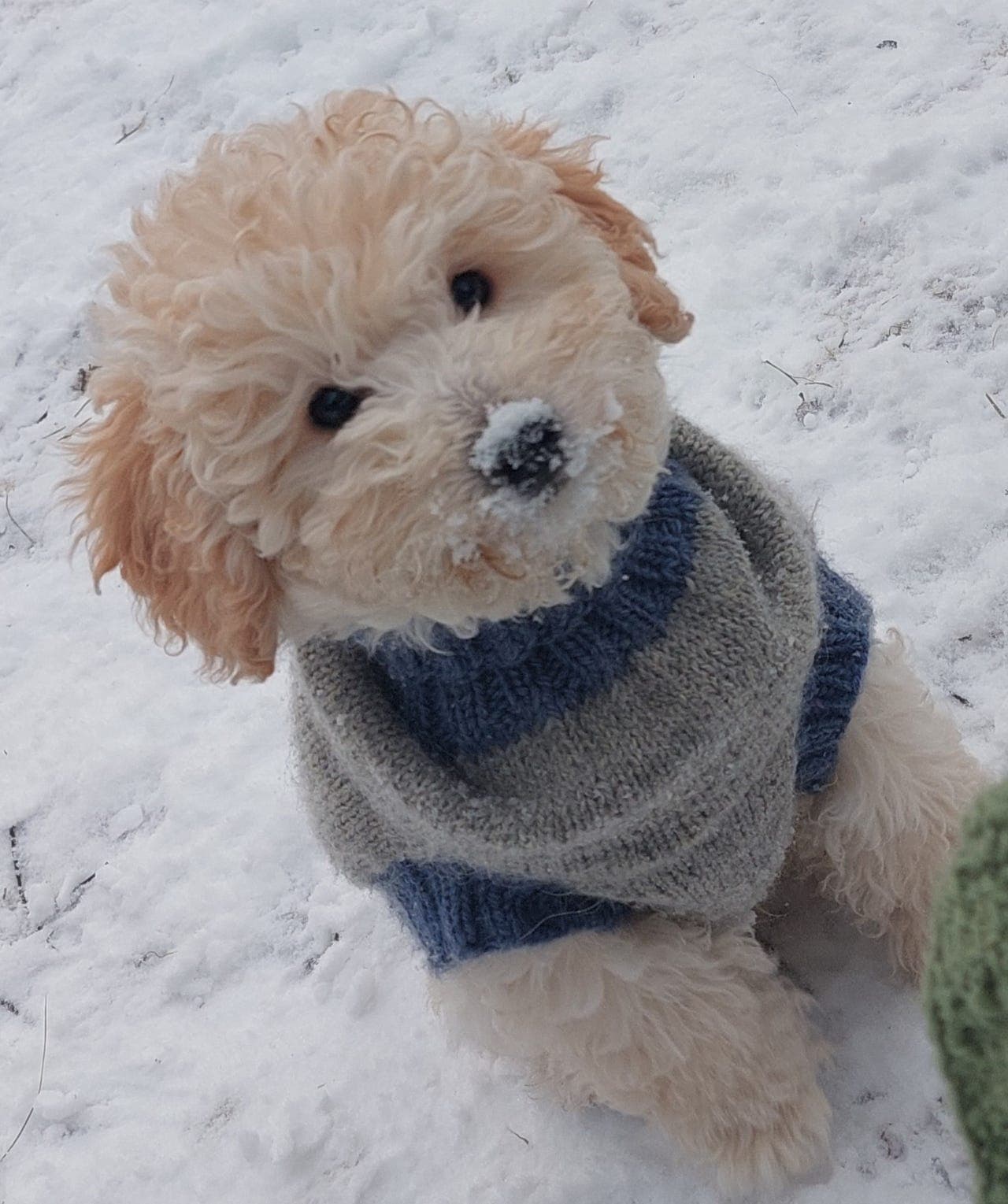 Renraset hvit toy puddel gutt leveringsklar