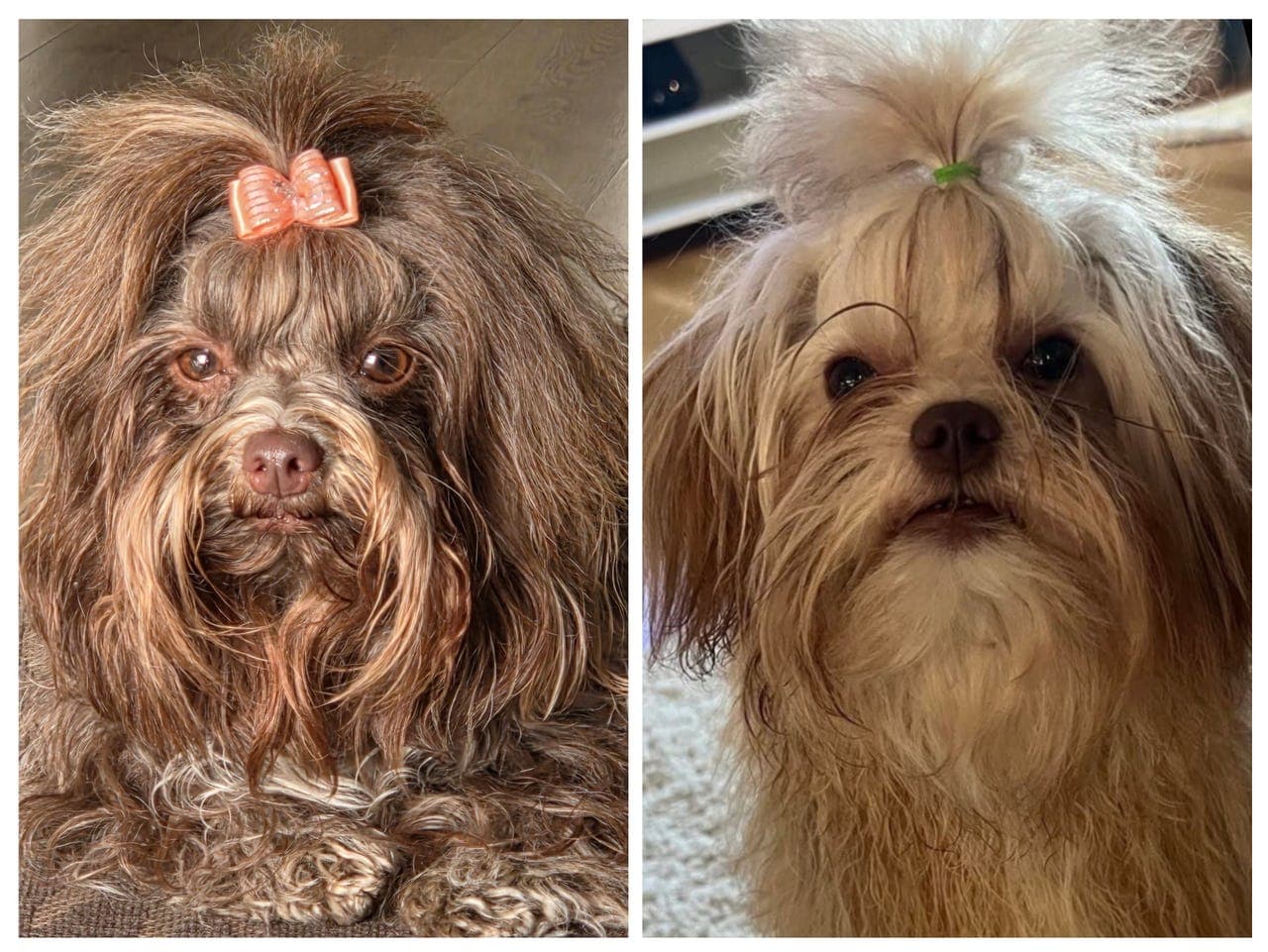 Russisk tsvetnaya bolonka valper