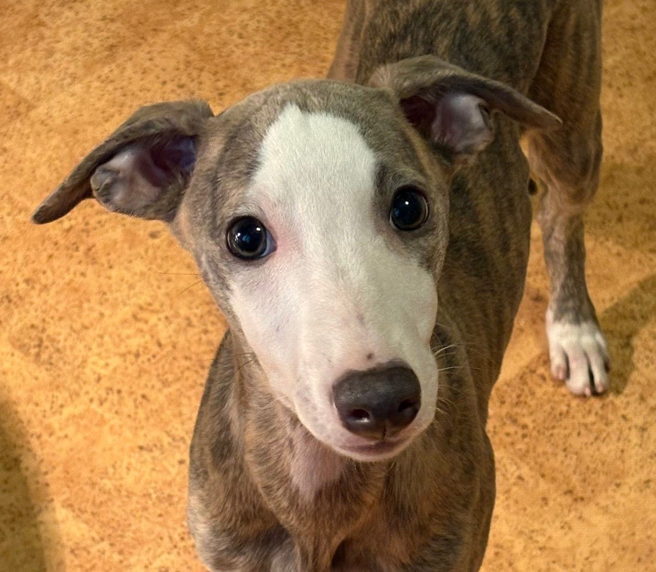 Nydelig Whippet Tispevalp