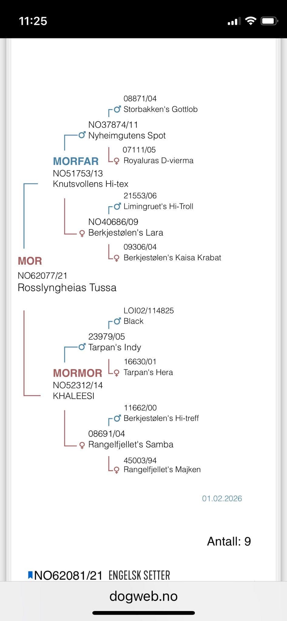 Engelsk setter valper