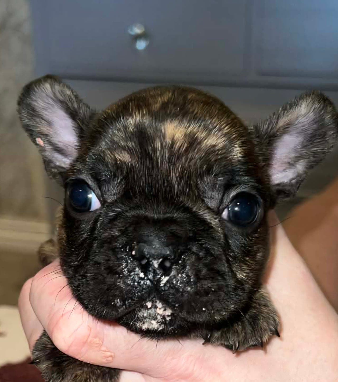 Fransk bulldog valper