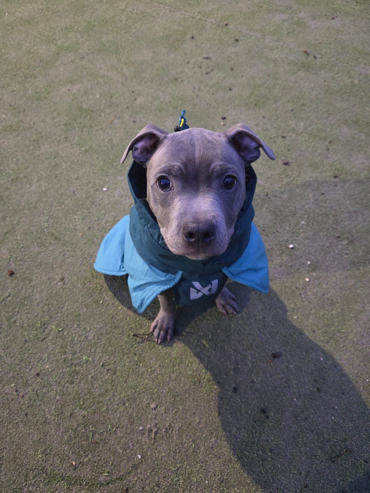 Staffordshire Bull Terrier hannvalp søker nytt hjem (vurdering)