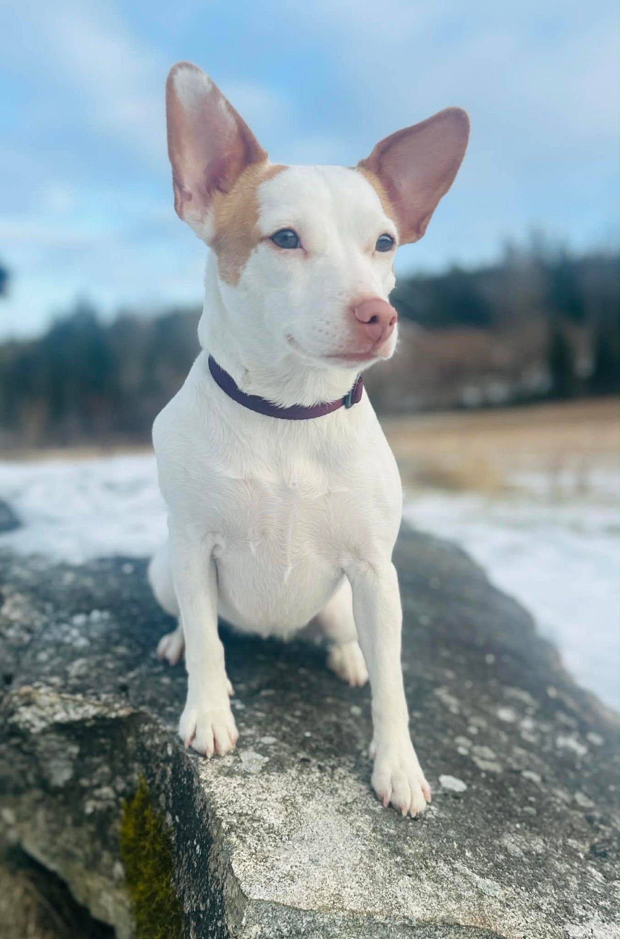 Dansk-svensk gårdshund, 4 år gammel tispe