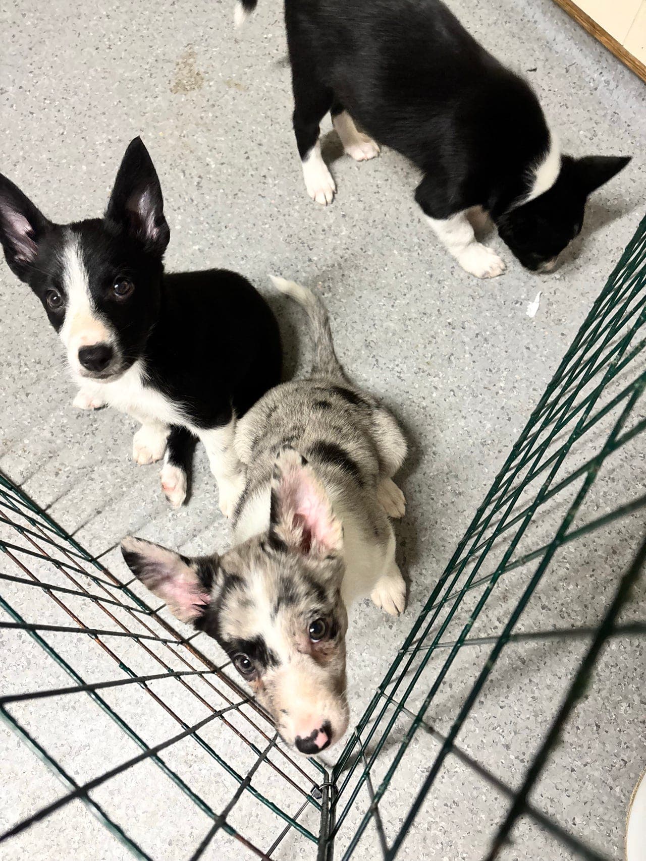 Border collie valper