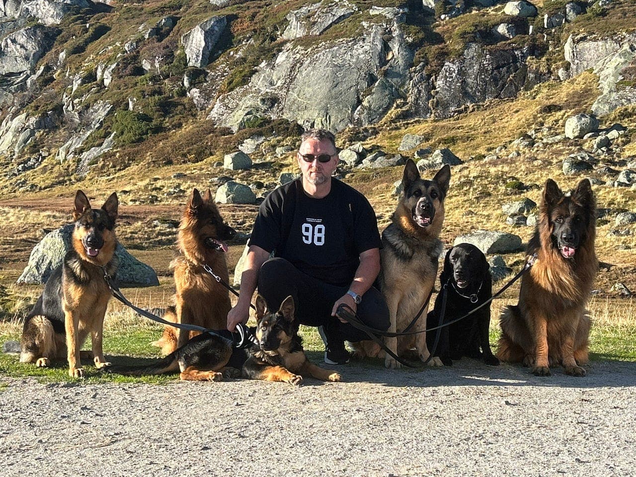 Schæfer valpe langthår med rett rygg.