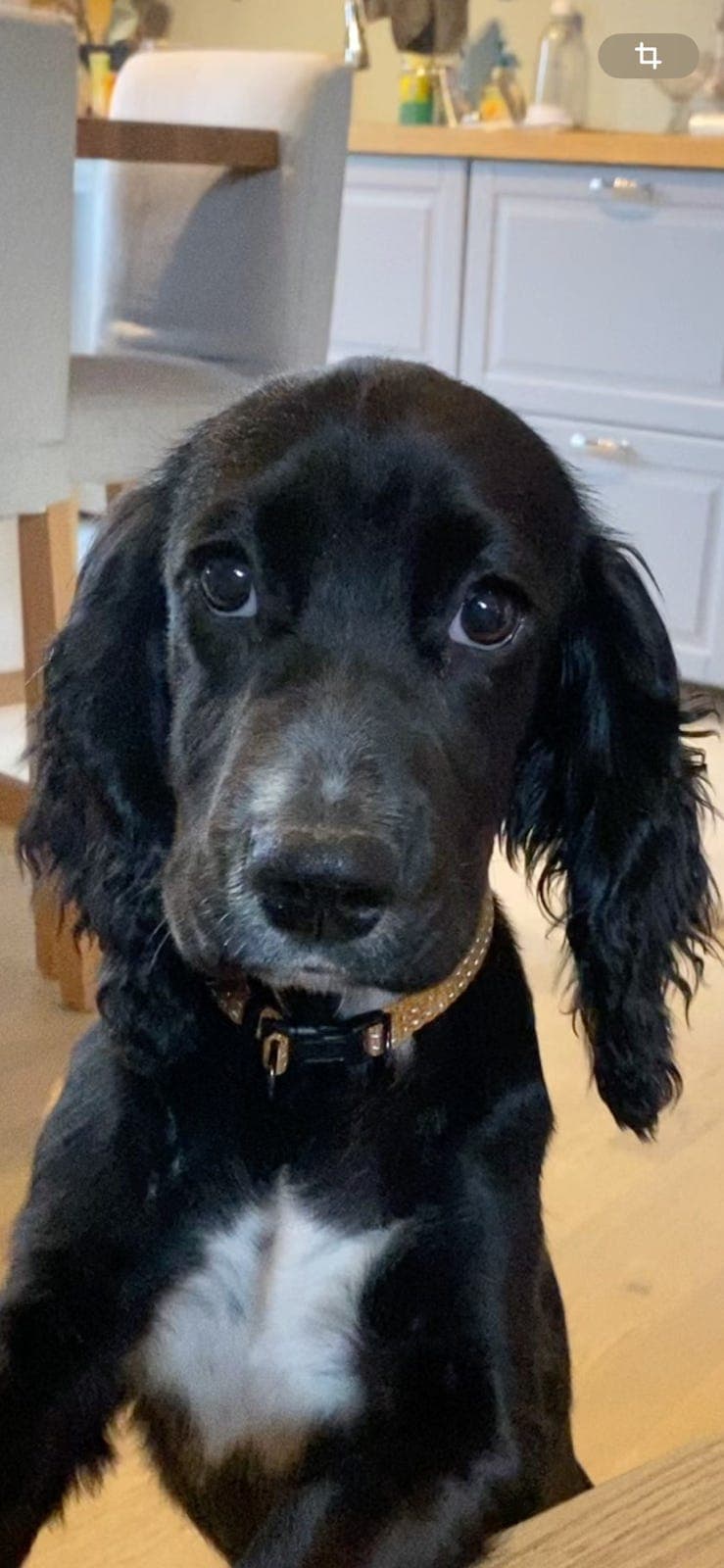 Nydelig Cocker spaniel jente ønsker reserve-hjem☺️