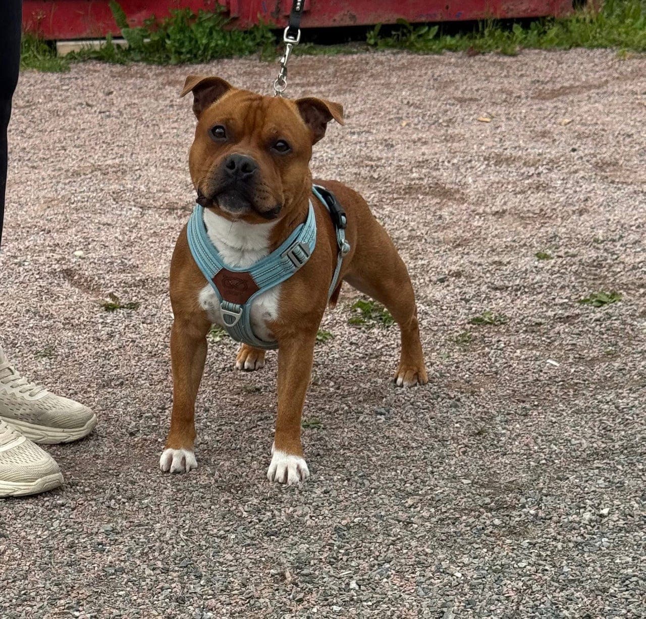 Staffordshire Bull Terrier