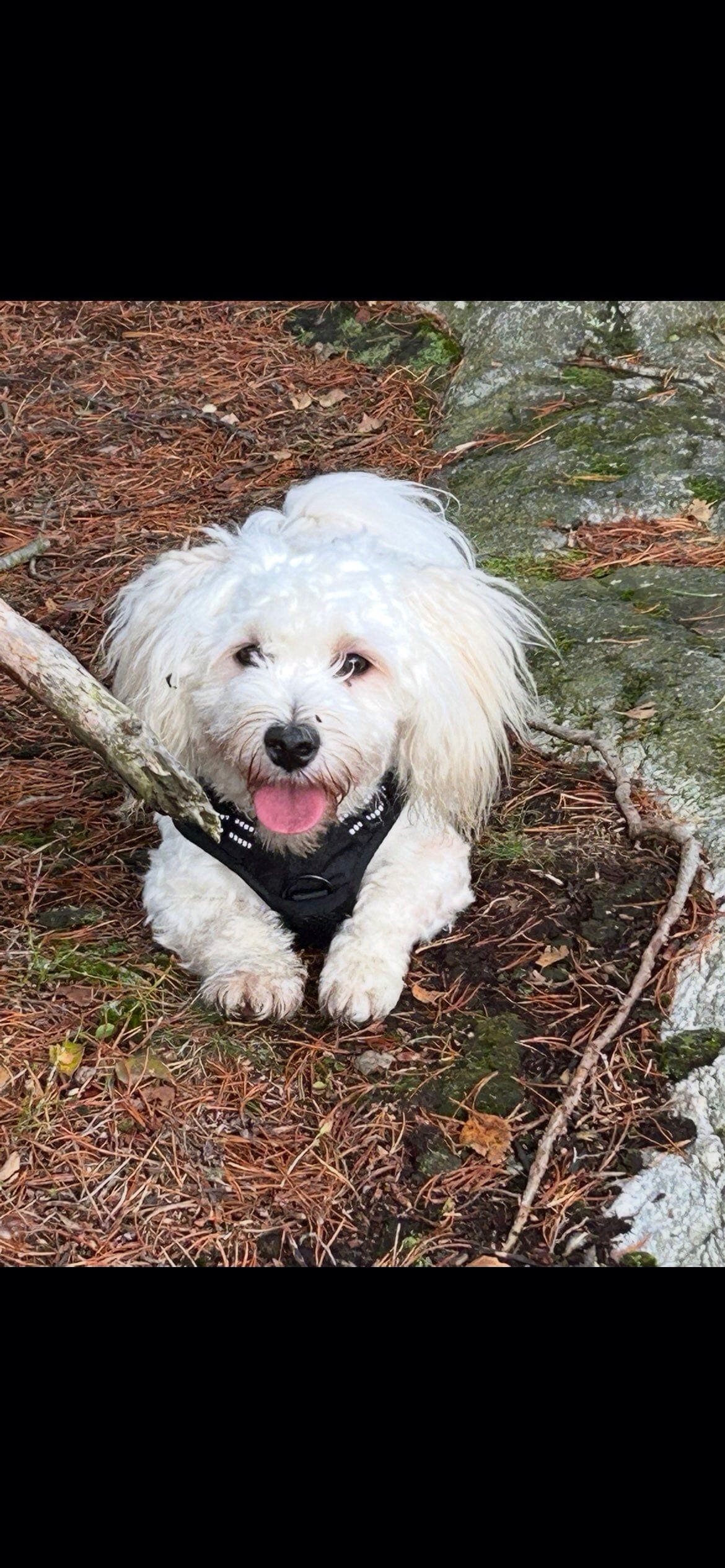 Eddie 1 år, Bichon Havanais, leter etter et godt hjem.