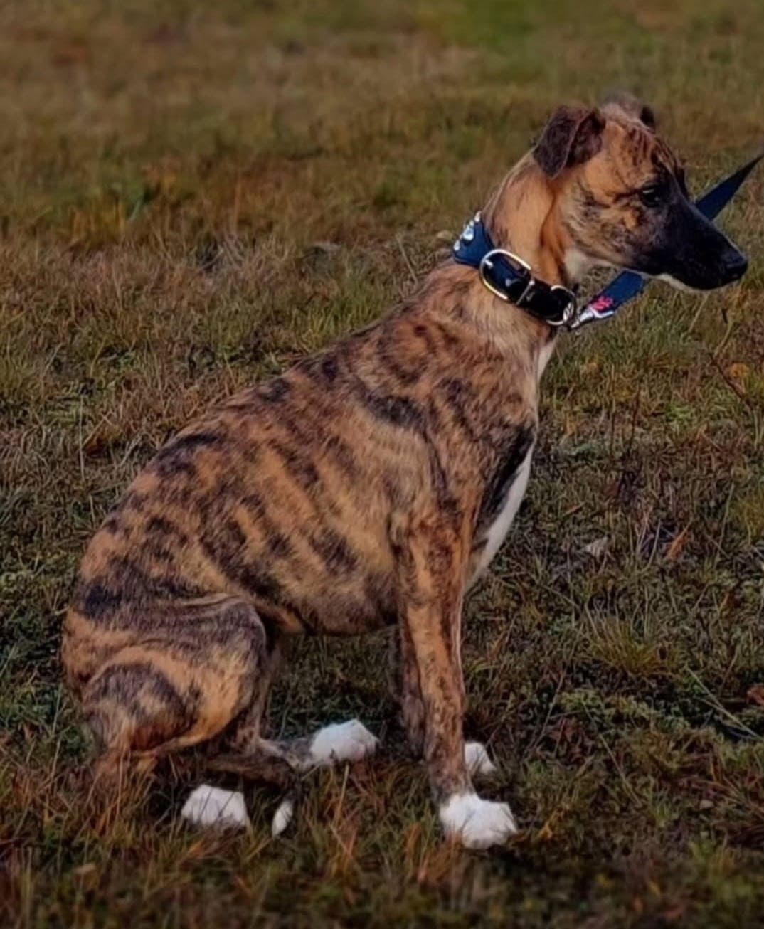 Vakker brindle tispe