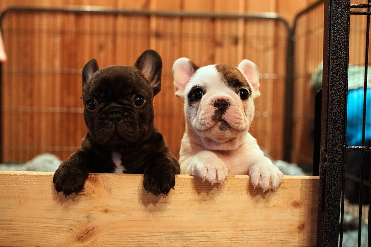 Fransk Bulldog valp