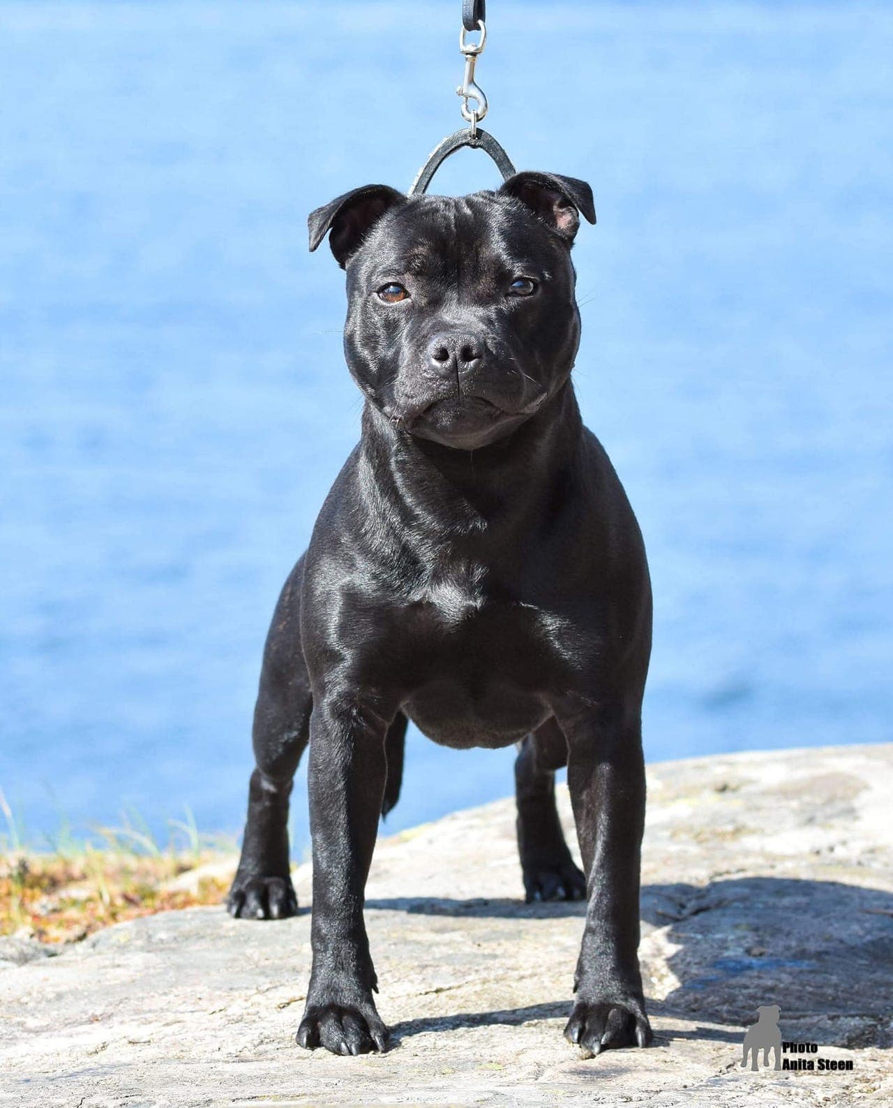 Staffordshire bull terrier unghund søker nytt fôrhjem