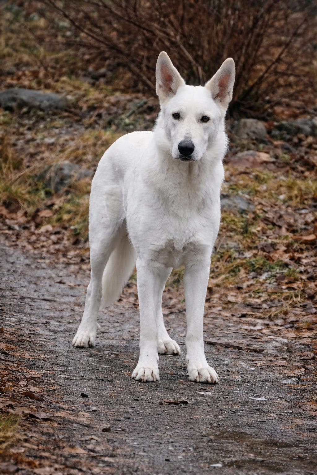 Flott ung Hvit Gjeterhund selges fra oppdretter